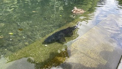 Salmo trutta
