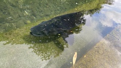 Salmo trutta