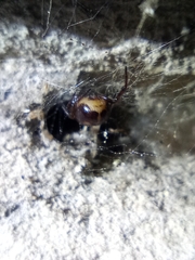 Steatoda bipunctata