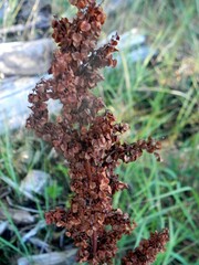 Rumex pseudonatronatus