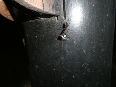Camponotus etiolipes