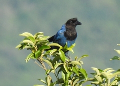 Cyanocorax caeruleus