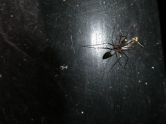 Camponotus etiolipes