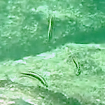 Thalassoma lucasanum
