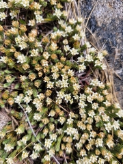 Kelleria dieffenbachii