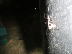 Camponotus etiolipes