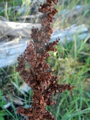 Rumex pseudonatronatus