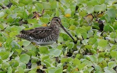 Gallinago paraguaiae