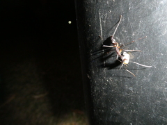 Camponotus etiolipes