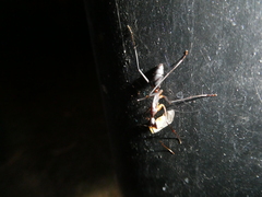 Camponotus etiolipes