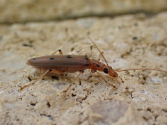 Parisopalpus nigronotatus