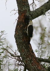 Melanerpes candidus