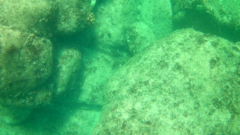 Thalassoma lucasanum