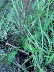 Rumex pseudonatronatus