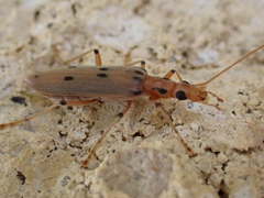 Parisopalpus nigronotatus