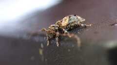 Pogonocherus hispidus