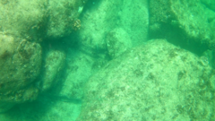 Thalassoma lucasanum
