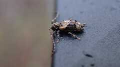 Pogonocherus hispidus