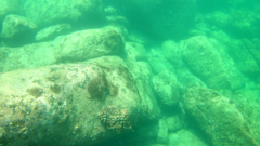 Thalassoma lucasanum