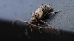 Pogonocherus hispidus