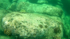 Thalassoma lucasanum