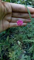 Modiolastrum gilliesii