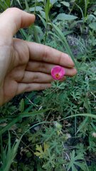 Modiolastrum gilliesii