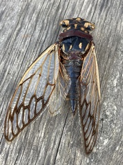 Macrotristria angularis