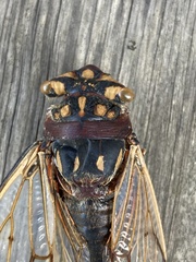 Macrotristria angularis