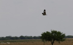 Chordeiles nacunda