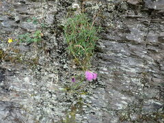 Dianthus pygmaeus