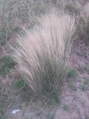 Nassella tenuissima
