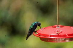 Campylopterus falcatus