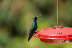 Campylopterus falcatus