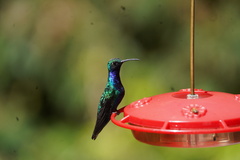 Campylopterus falcatus