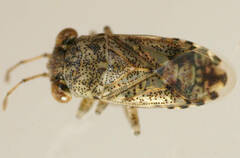 Unicageocoris griseus