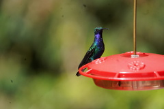 Campylopterus falcatus