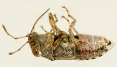 Unicageocoris griseus