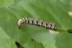 Euscirrhopterus gloveri