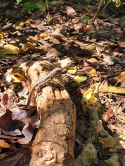 Leiocephalus cubensis