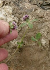 Trifolium dichotomum