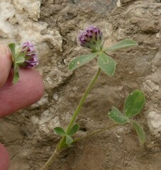 Trifolium dichotomum