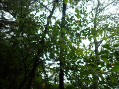 Acer morrisonense
