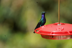 Campylopterus falcatus