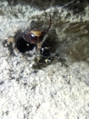 Steatoda bipunctata