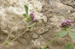 Trifolium dichotomum