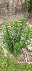 Pereskia