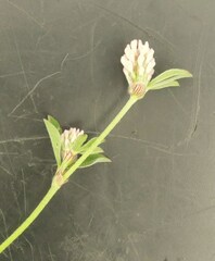 Trifolium striatum