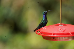 Campylopterus falcatus