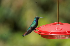 Campylopterus falcatus